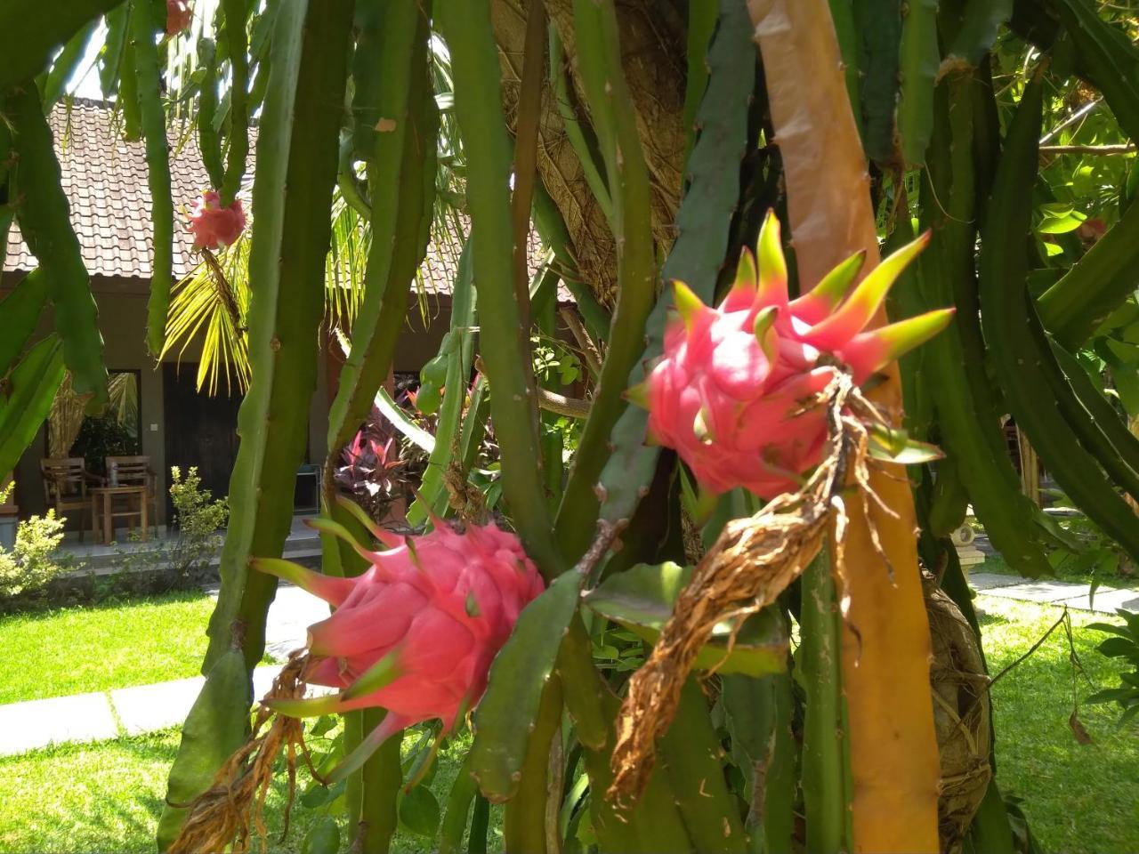 Suka Sari Cottages Pemuteran Dış mekan fotoğraf